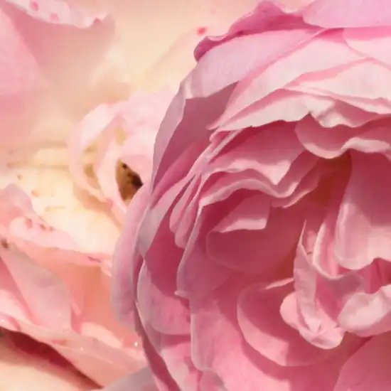 Comanda trandafiri online - Roz - trandafir pentru straturi Polyantha - trandafir cu parfum discret - Rosa Sorbet Pink - Dr. Túri Istvánné (Molnár Éva Anna) - Pentru ornamentarea marginilor, sădit în vase pe terasă este foarte frumos.